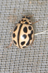 Tytthaspis sedecimpunctata