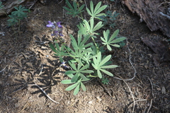 Lupinus latifolius