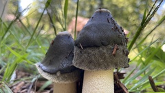Phallus ravenelii