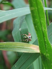 Paraphidippus