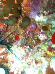 Lactophrys triqueter