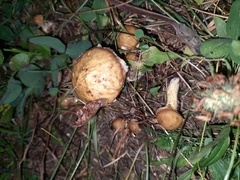Suillus sibiricus