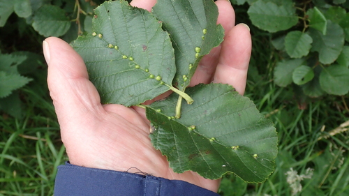 alder vein angle gall