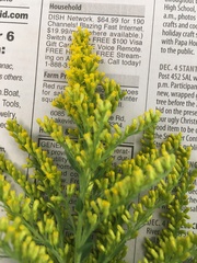 Solidago altissima