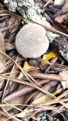 Lycoperdon echinatum