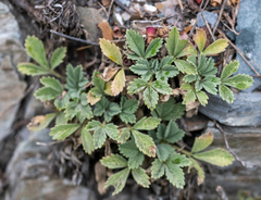 Potentilla acaulis
