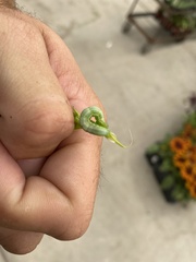 Trichoplusia ni