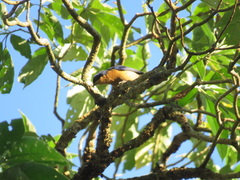 Pipraeidea melanonota