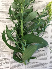 Solidago altissima
