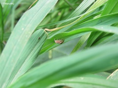 Paraphidippus