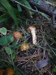 Suillus sibiricus