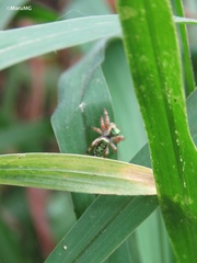 Paraphidippus