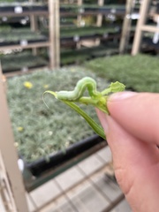 Trichoplusia ni