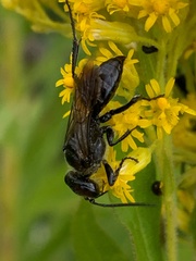 Astata