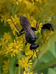 Astata