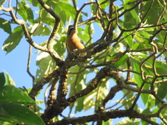 Pipraeidea melanonota