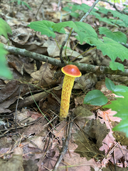 Aureoboletus betula