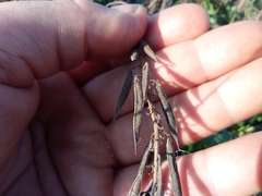Galega orientalis