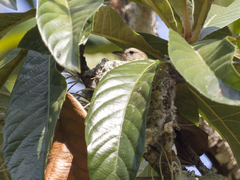 Nesotriccus incomtus