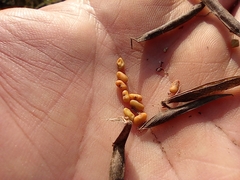 Galega orientalis