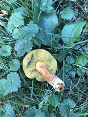 Hortiboletus campestris