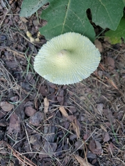 Leucocoprinus birnbaumii