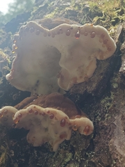 Ischnoderma benzoinum