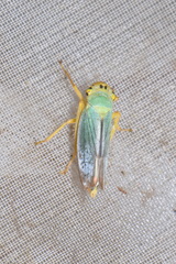 Cicadella viridis