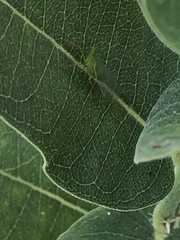 Rhynchomitra