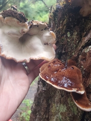 Ischnoderma benzoinum