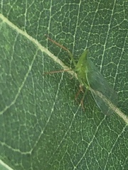 Rhynchomitra
