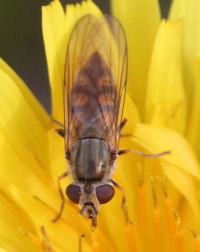 Photo of Dull-backed Sedgesitter (Platycheirus manicatus)