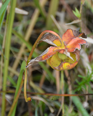 Sarracenia alata