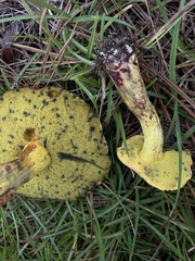 Pulchroboletus rubricitrinus image
