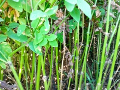 Galega orientalis