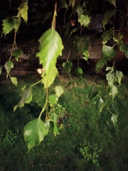 Betula pendula