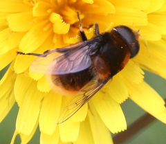 Eristalis intricaria