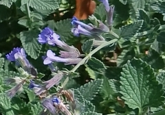 Nepeta racemosa