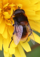 Eristalis intricaria