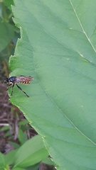 Choerades fimbriata