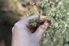 Gnaphalieae