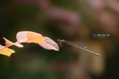 Prodasineura autumnalis