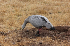 Cereopsis novaehollandiae