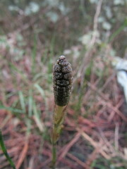 Equisetum bogotense