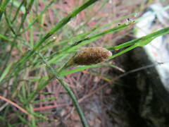Equisetum bogotense