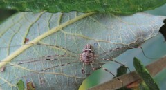 Dicranopalpus