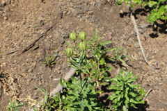 Lilium washingtonianum