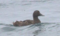 Somateria mollissima