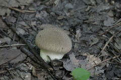 Lycoperdon echinatum