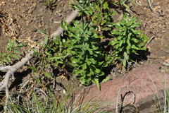 Lilium washingtonianum